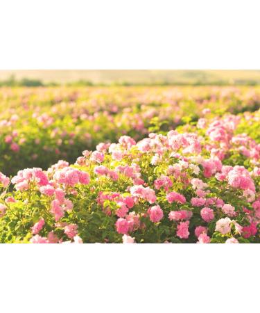 Thracian Bio Rose & Snail Eye Cream for Dark Circles & Puffiness - Bulgarian Rosa Damascena Oil & Hyaluronic Acid - 30 ml - Buy Online on GoSupps.com