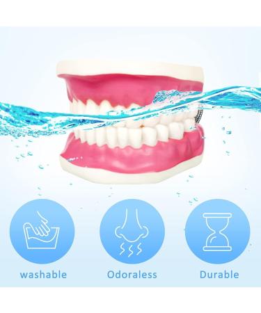 2023 Dental Teeth Care Model with Giant Toothbrush - Adult & Kids Demonstration Teeth Model - Buy Online on GoSupps.com