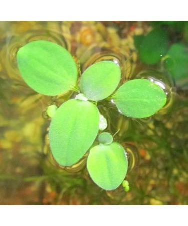 14x Dwarf Water Lettuce - Live Aquarium Floating Plant for Beginner - Buy Online on GoSupps.com