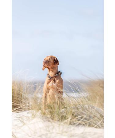 Trixie Zug-Stop Hundehalband Be Nordic L - Comfortable Large Dog Collar in Dark Gray/Brown - Robust & Elegant Design for Training Limitations - 17281 - Buy Online on GoSupps.com