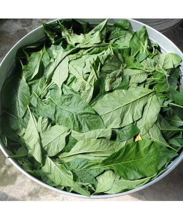 Bitter Leaf Tea 50g - Buy Online on GoSupps.com