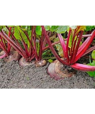 Country Creek Acres Beet Sprouting Seeds 2 lbs - Non GMO, High Germination for Microgreens, Juicing, Gardening - Hydroponics & Salad Sprouts - Buy Online on GoSupps.com