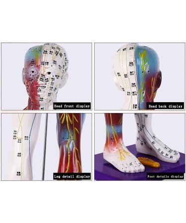Male Human Body Model with Muscles for Pressure Acupuncture and meridians - Buy Online on GoSupps.com