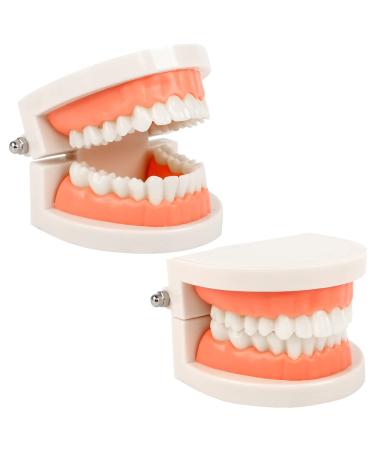2Pcs Dental Model Children Denture Model Dental Care Model Demonstration Tool Teeth Model Standard for Teaching Dentist
