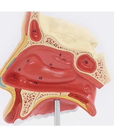 Anatomical Model Throat Nose Model of The Mouth of Nasal Cavity Medical Anatomical - Buy Online on GoSupps.com