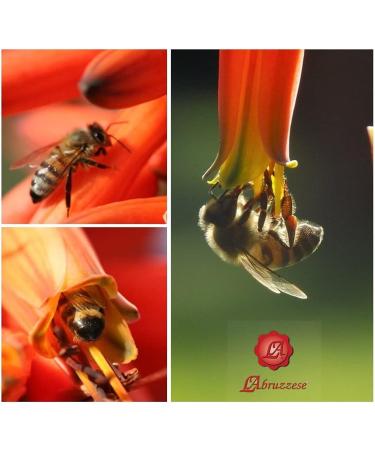 Aloe Arborescens Etnea Juice Pure Organic Italian 800g with Jar Miele Italian Natural Organic Red Flowers 500g - Buy Online on GoSupps.com