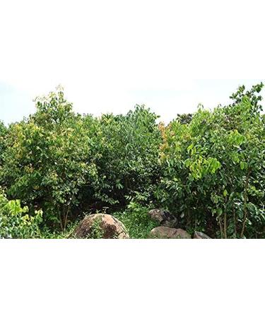 Certified Organic Ceylon Ceylon Cinnamon Premium Grade Sticks 100g/3.57oz - Buy Online on GoSupps.com