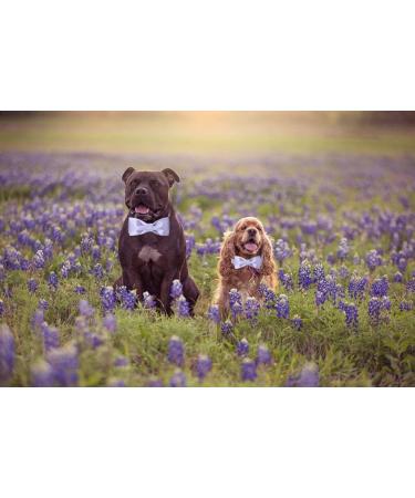 Shop Unique Style Paws Purple Silk Dog Collar - Soft Adjustable and Luxurious Gift for Big Female Dogs - Buy Online on GoSupps.com