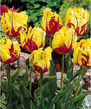 Fresh 10 SEEDS PCS Double Tulip Flower for Sowing Yellow Red 2 - Buy Online on GoSupps.com