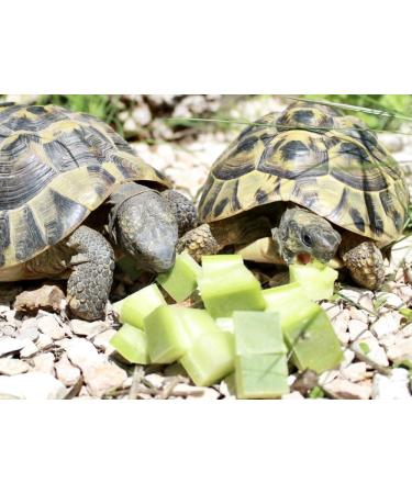 Buy 2kg Opuntias (Opuntia) | Cactus Leaves | Premium Fodder Plant & Turtle Food | International Shipping Available - Buy Online on GoSupps.com