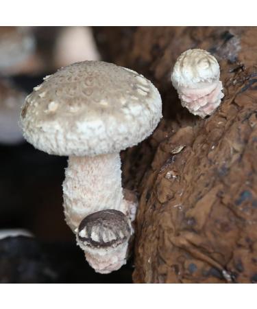 XingliFoods Dried Shiitake Mushrooms  16 oz Organic Top Grade Dried Mushrooms  3 4cm Natural Grown Mushroom  No Fumigation Sulfur - Buy Online on GoSupps.com