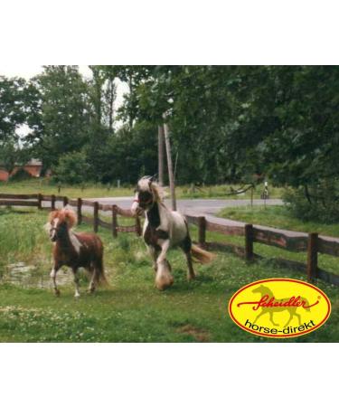 Scheidler Horse-Direkt Teufelskralle Liquid 5000ml - Joint Support for Horses | Devil Claw Alternative to Powder - Promote Mobility & Joint Health - Buy Online on GoSupps.com