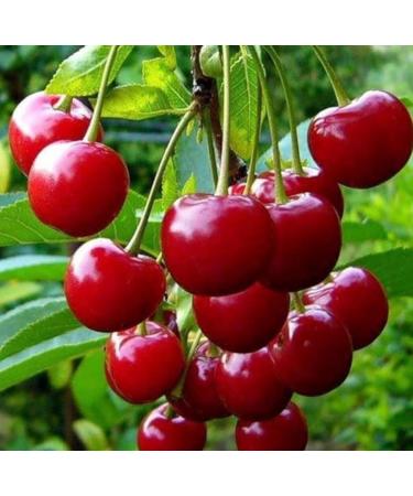 Emilia Organics Cherry Kernel Oil Organic Cold Pressed Unrefined Natural 2 Fl Oz - Buy Online on GoSupps.com