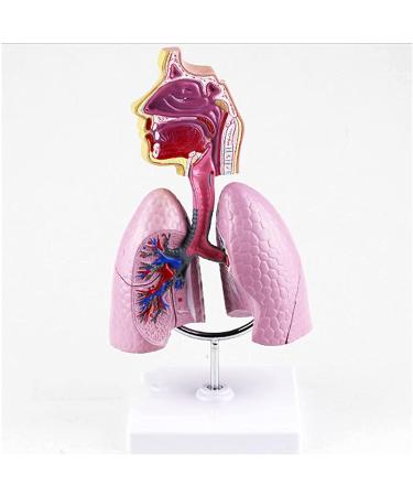 Mouth Nose Throat Pharynx Education Human Body ENT Model Study Model Pathology Nose Throat Model Enlarge The ical Model of Human Organs A+c