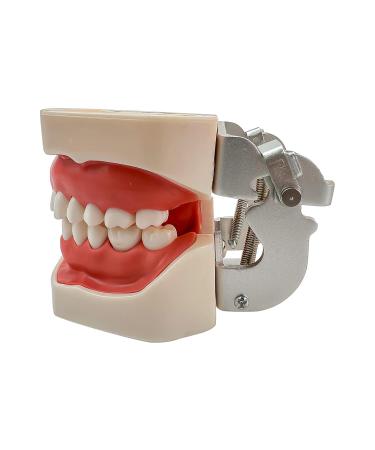 Teeth Soft Gum Phantom Head Study Model - 28 Removable Teeth & Cheek Simulation for Dental Education | International Shipping Available - Buy Online on GoSupps.com