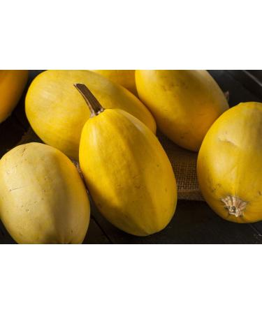 SAFLAX - Gift Set - Organic - Squash - Spaghetti - 5 Seeds - with Gift Box Card Label and Potting Substrate - Cucurbita Pepo - Buy Online on GoSupps.com