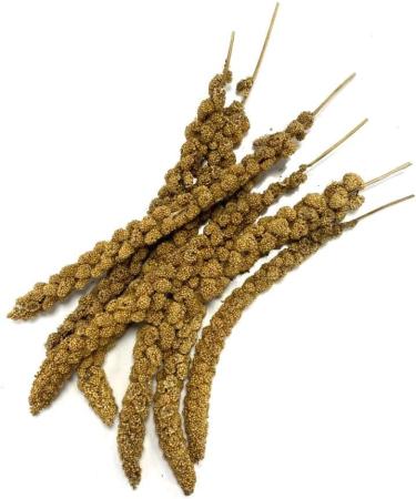 Millet Sprays x 10 Premium Cage Bird Food Seed Natural 10 count (Pack of 1) - Buy Online on GoSupps.com