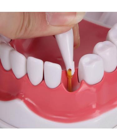 HEEPDD ABS Standard Oral Teeth Model | Dentist Teaching Aid for Schools | Office Supplies - Buy Online on GoSupps.com