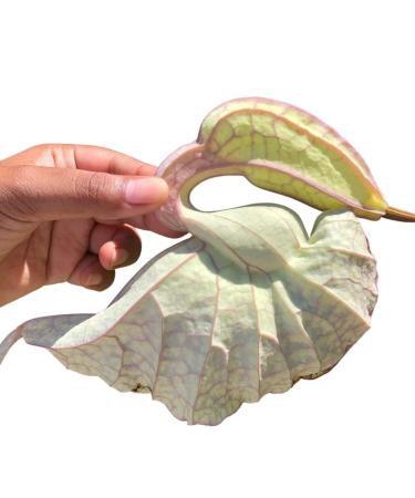 Jamaican Duck Flower Detox - Flor de Pato 1 pcs Palo Guaco Alkaline Herbal Cleanse