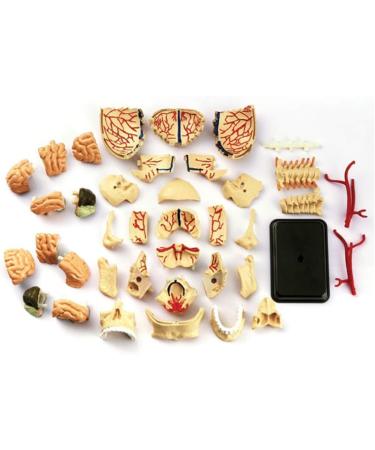 Educational Model Human Intracranial Nerve Head Skull Model Human Brain Anatomy Model for Science Lab Children Science Experiment Teaching Model Medical Models (A) - Buy Online on GoSupps.com