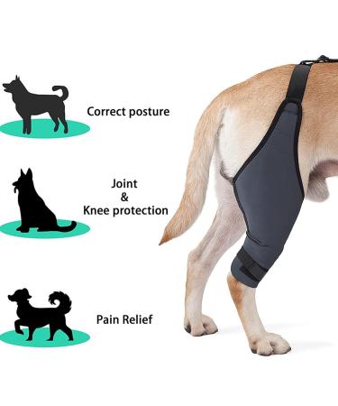 Dog Knee Brace for Hind and Rear Leg Knee Brace for Dog Support for Dog ACL CCL Cruciate Ligament Injury Joint Pain and Muscle Sore(M/Left) - Buy Online on GoSupps.com