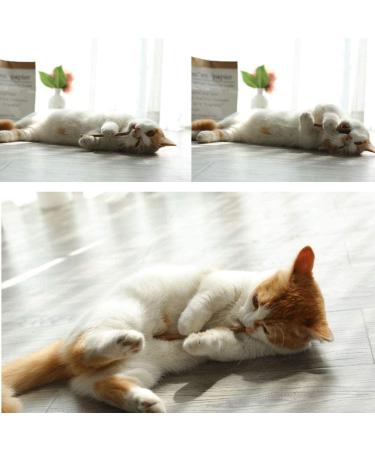 30 Catnip Sticks for Cats - Natural Matatabi Silvervine Chew Toys for Dental Health and Teeth Grinding - Catnip Toys for Kittens - Buy Online on GoSupps.com