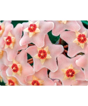  Bottega Verde Bottega Verde - Porcelain Flower - Perfecting System - Day Facial Care - Plumping anti-draining and anti-fragile - with pink pigments (50 ml) - normal or dry skin - Buy Online on GoSupps.com