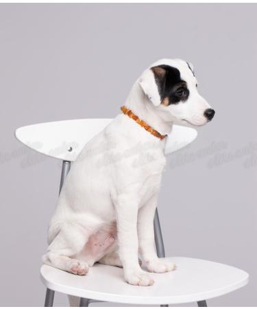 100% Baltic Amber Dog Necklace | Tick Protection for Cats & Dogs | Eco-Friendly Dog Collar - 24 - Buy Online on GoSupps.com