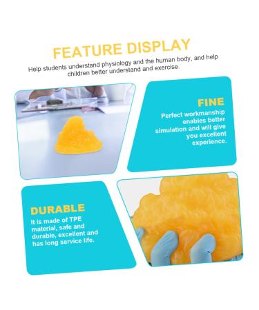 ULTECHNOVO Nutritionist 2pcs Fat Model Models Body Fat Display Replica 1-Pound Body Fat Replica Base Fitness Human Body Fat 1lb - Buy Online on GoSupps.com