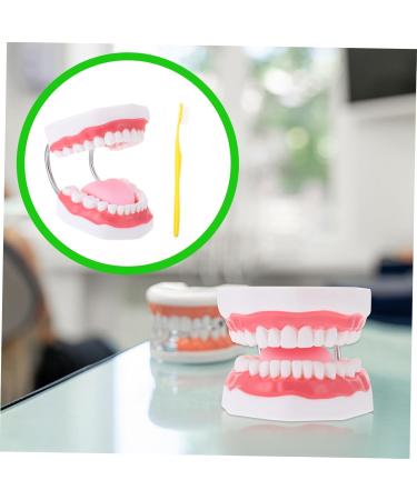 Ultechnovo 2 STK Educational Tooth Model - 3D Dental Teaching Toy for Kids & Adults - Perfect for Learning About Teeth! - Buy Online on GoSupps.com