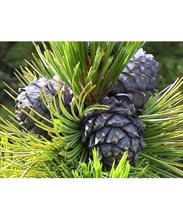 100% Natural Cold Pressed Cedar Nut Oil with Sea Buckthorn - High-Quality Pine Core Oil | 100ml - Buy Online on GoSupps.com