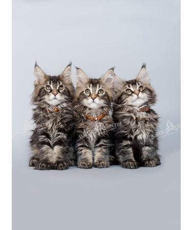 Buy 100% Real Baltic Amber Barrel Chain for Dogs & Cats | Natural Tick Protection | All Sizes | Baltic Secret - Buy Online on GoSupps.com