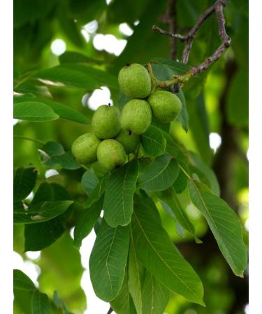 Common Walnut Leaf Tea | Noyer Feuille Tisane | Juglans Regia L | Health Embassy (100g) - Buy Online on GoSupps.com