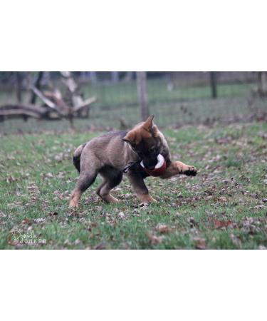 Dingo Gear Soft Real Leaderball with Handle - 11 cm Dog Toy for Retrieving & Rewarding | International Shipping - Buy Online on GoSupps.com