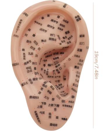 Peosaard Ear Seed Acupuncture Kit - Complete Set with Ear Model Stains Tweezers & Guide Book for Effective Ear Acupuncture - Buy Online on GoSupps.com