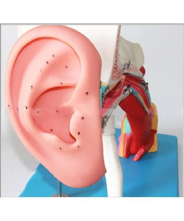 Human Ear Structure Anatomical Model 4 Times Life Size Medical Props Model 8 Parts Inner Ear Ear External Ear Tympanum Eardrum Listen to Small Bones Humerus Anatomy - Buy Online on GoSupps.com