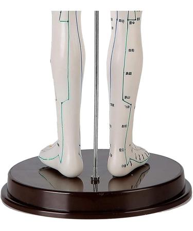 52CM Human Acupuncture Female Model Chinese Medicine Acupuncture Human Anatomy for Learning Meridians and Acupoints Arm Can Be Rotated - Buy Online on GoSupps.com