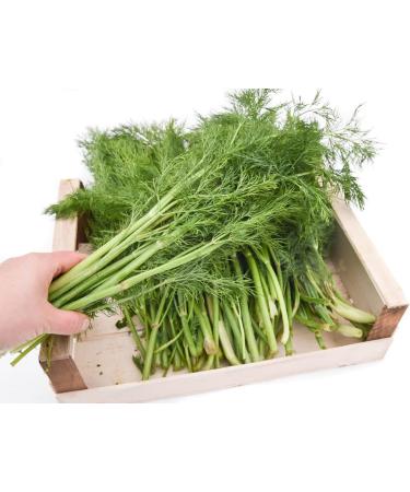  gr nhopper Dill Green Storage Box 2 kg - Buy Online on GoSupps.com