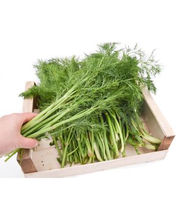 gr nhopper Dill 1 kg storage container
