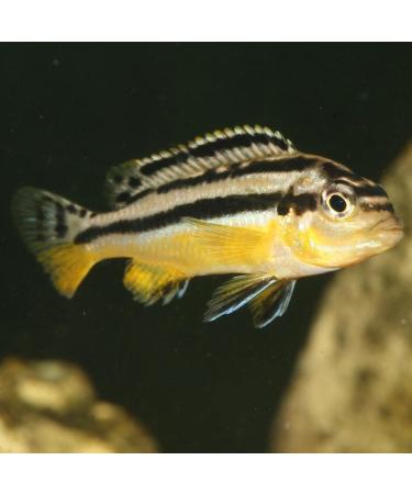 JBL PRONOVO MALAWI FLAKES M 250ml - Buy Online on GoSupps.com