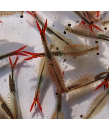 GreenWaterFarm Fairy Shrimp Sirindhornae Eggs Live Fish Food for Hatching and Culture Suitable for Feed Betta Fish - Buy Online on GoSupps.com