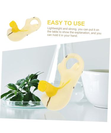 Buy Mobestech Ear Labyrinth Model - Realistic Human Ear Anatomy Display | Perfect Teaching Prop for Education - Buy Online on GoSupps.com