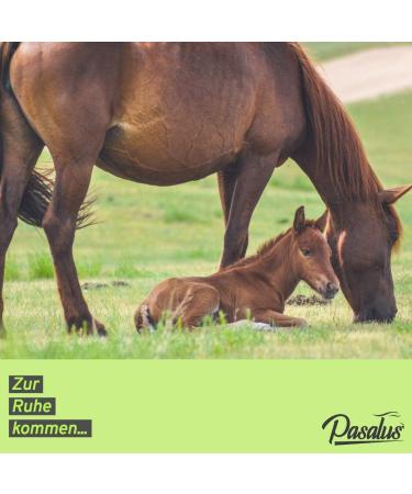 Pasalus Cane Sugar Dice and Bach Flowers for Scary Stressed and Fearful Horses for Competitions Training or Traveling - Buy Online on GoSupps.com