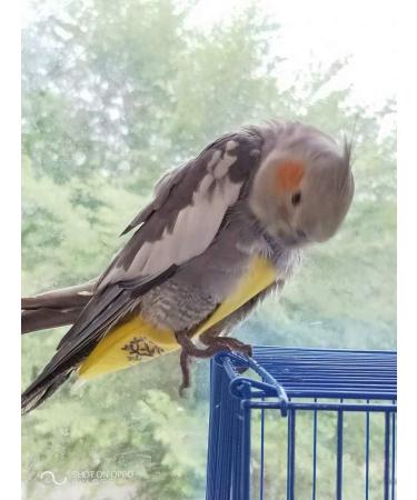 Kuso Parrot Diaper - Reusable Washable Flight Suit & Kimono for Birds (XXL Yellow) - Ideal for Budgerigar Cockatoo African Grey & Nymphensittisch - Buy Online on GoSupps.com
