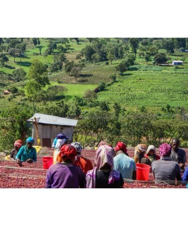 West End Coffee Roasters Ethiopia Organic Guji - Kayon Mountain Farm - 27 Top Grade Single Origin Medium Roast Whole Bean (12oz/340.2g x 3) Ethiopia KMF 27 - filter 113.33 g (Pack of 3) - Buy Online on GoSupps.com