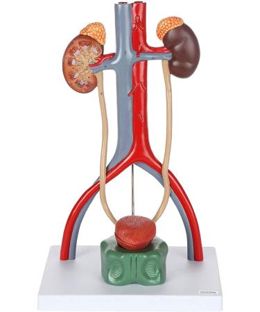 Anatomy Model Body Urine System Model 4-Part Dissected Kidney Structure | Inner Structure of The Bladder Kidneys with Adrenal Glands Urine Conductors and Bladder - Buy Online on GoSupps.com