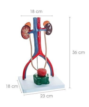 Spancare Male Urinary System Medical Premium Anatomical Model with One Cut-Away Kidney - Buy Online on GoSupps.com