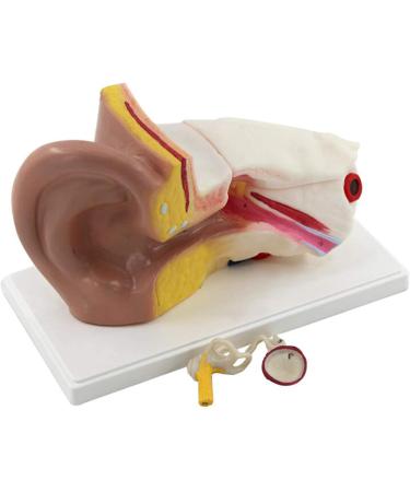 3 Times Enlargement Ear Anatomy Model - Human Ear Model - Showing Major Regions of The Ear 4 Part with Base for Biology Medical Teaching Tool - Buy Online on GoSupps.com