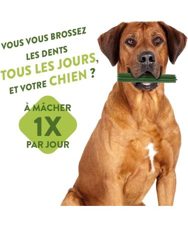 Whimzees by Wellness - Natural Grain-Free Dental Care Treats for Medium Dogs | Monthly Pack of 30 Sticks | 12-18kg Bundle - Buy Online on GoSupps.com