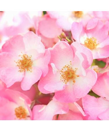 WELEDA Eye Contour Cream - Rosehip Blossom 10ml | International Shipping Available - Buy Online on GoSupps.com